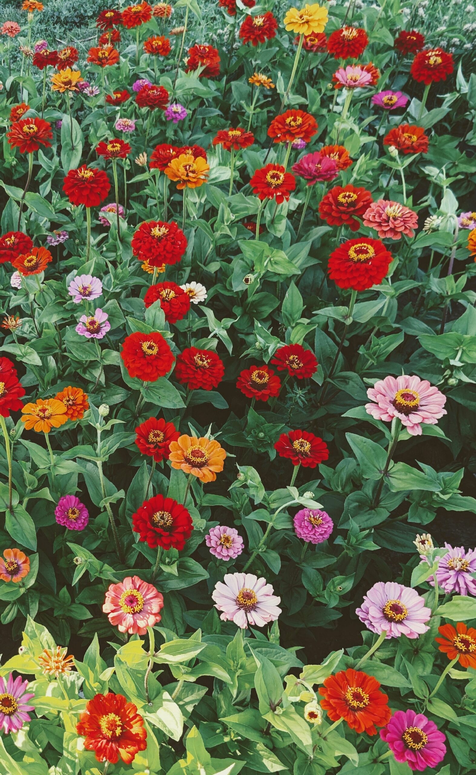 Mai – Aménager son jardin !