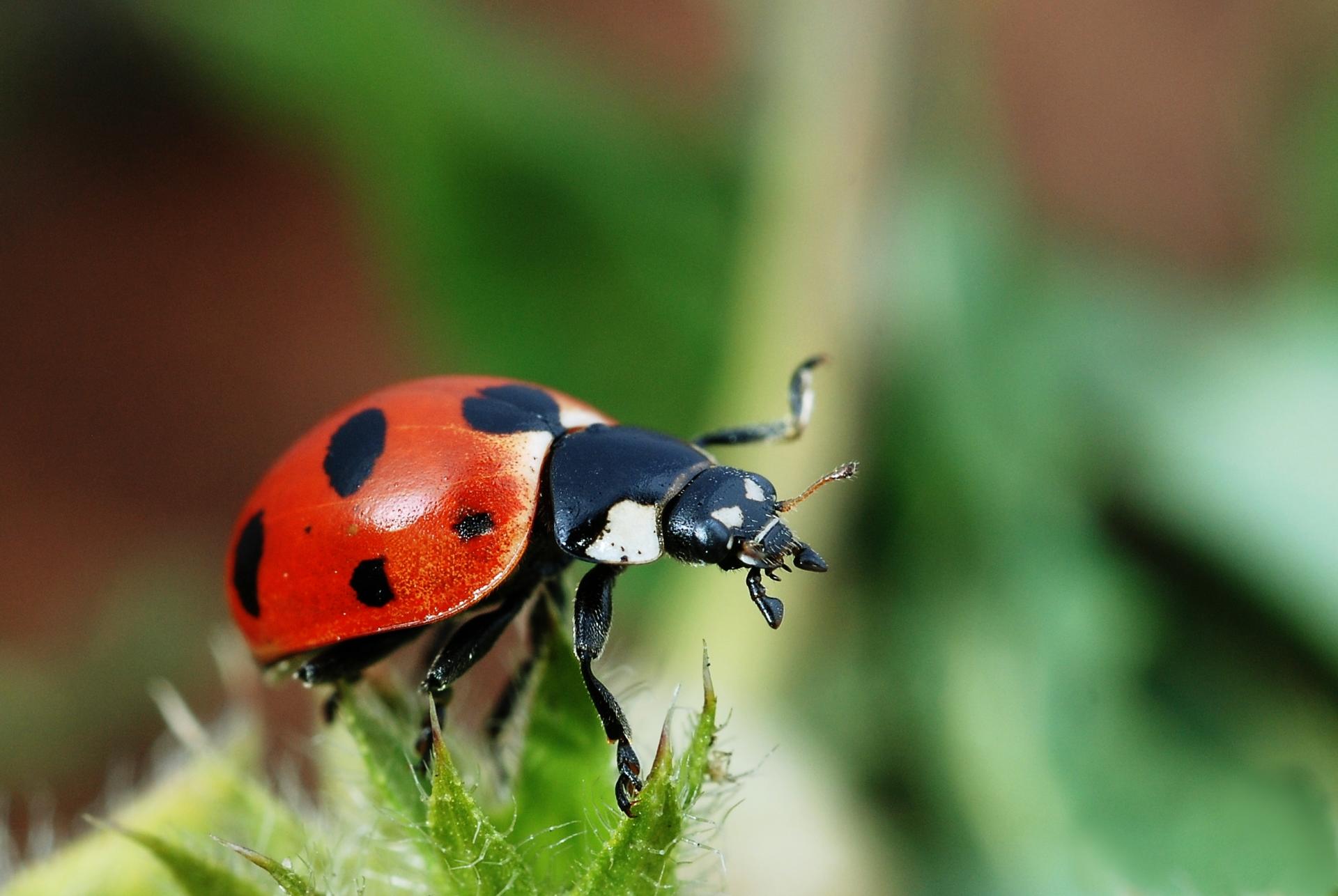 Août – Nos amis les insectes