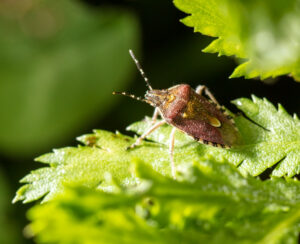 JUIN – Nuisibles au Potager